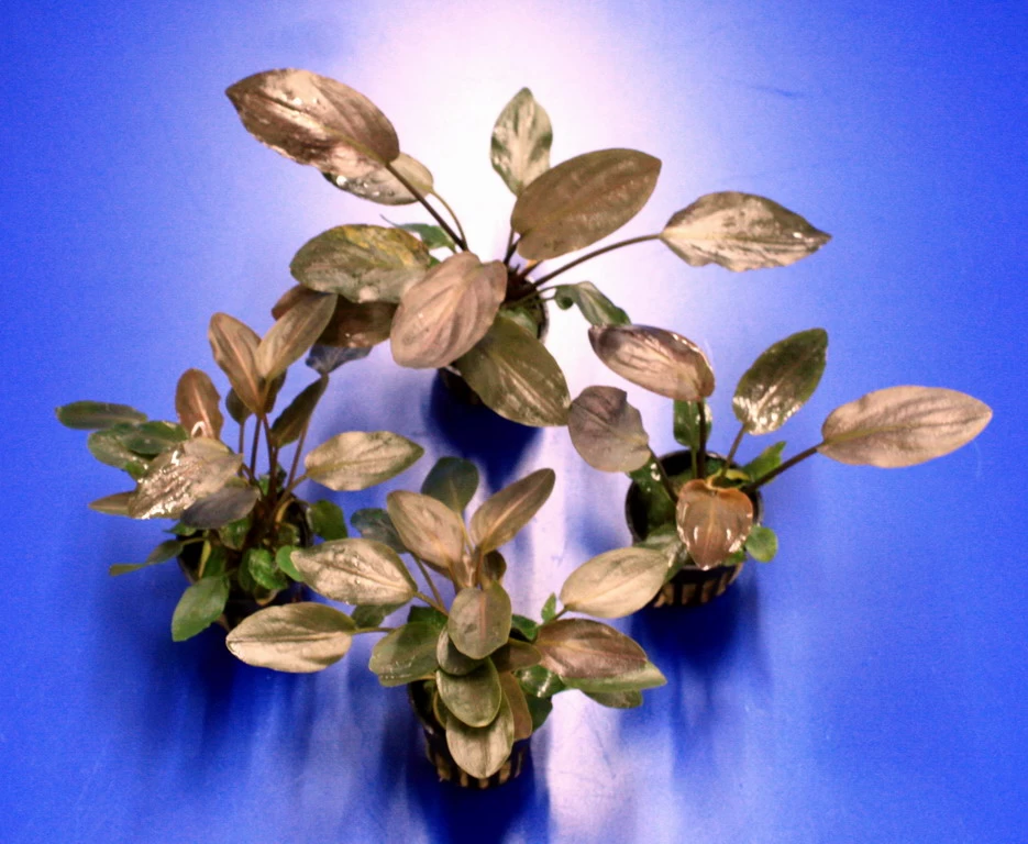 Meebolds Lagenandra / Lagenandra Meeboldii "Red" TOP-Rarität 3 Meebolds Lagenandra / Lagenandra Meeboldii "Red" TOP-Rarität – Bild 3