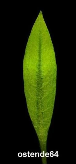 Breitblättrige Zwergamazonas / Echinodorus Quadricostatus - Magdalenensis Im Topf -Qualitätsgeschäft Für Garten Und Outdoor T10502ST 1 3