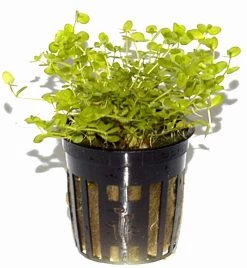 Rundblättriges Perlenkraut / Micranthemum Umbrosum 5 Rundblättriges Perlenkraut / Micranthemum Umbrosum -Qualitätsgeschäft Für Garten Und Outdoor T10905ST 1 4