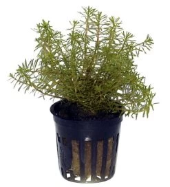 Rotes Mooskraut / Rotala Wallichii Im Topf -Qualitätsgeschäft Für Garten Und Outdoor T10912ST 1 3