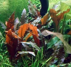 Grosser, Brauner Wasserkelch MiOya / Cryptocoryne Wendtii 'Mi Oya'