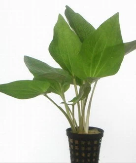 Amerikanischer Eidechsenschwanz / Saururus Cernuus Im Topf 1 Amerikanischer Eidechsenschwanz / Saururus Cernuus Im Topf