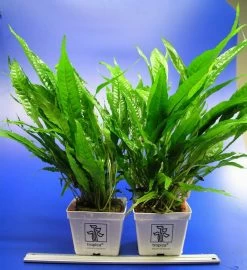 MUTTERPFLANZE Javafarn / Microsorum Pteropus -Qualitätsgeschäft Für Garten Und Outdoor T11950ST 1 3