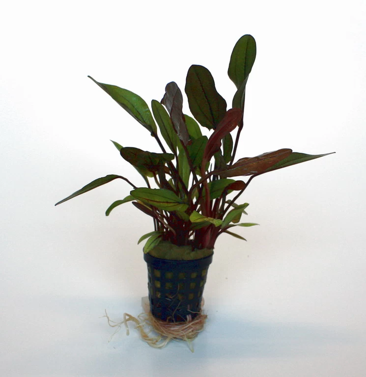 Altlandsberg Schwertpflanze / Echinodorus 'Altlandsberg' 1 Altlandsberg Schwertpflanze / Echinodorus 'Altlandsberg'