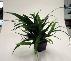 MUTTERPFLANZE Schmalblättriges Javafarn / Microsorum Pteropus Narrow