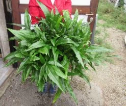 GIGANT MUTTERPFLANZE Javafarn / Microsorum Pteropus