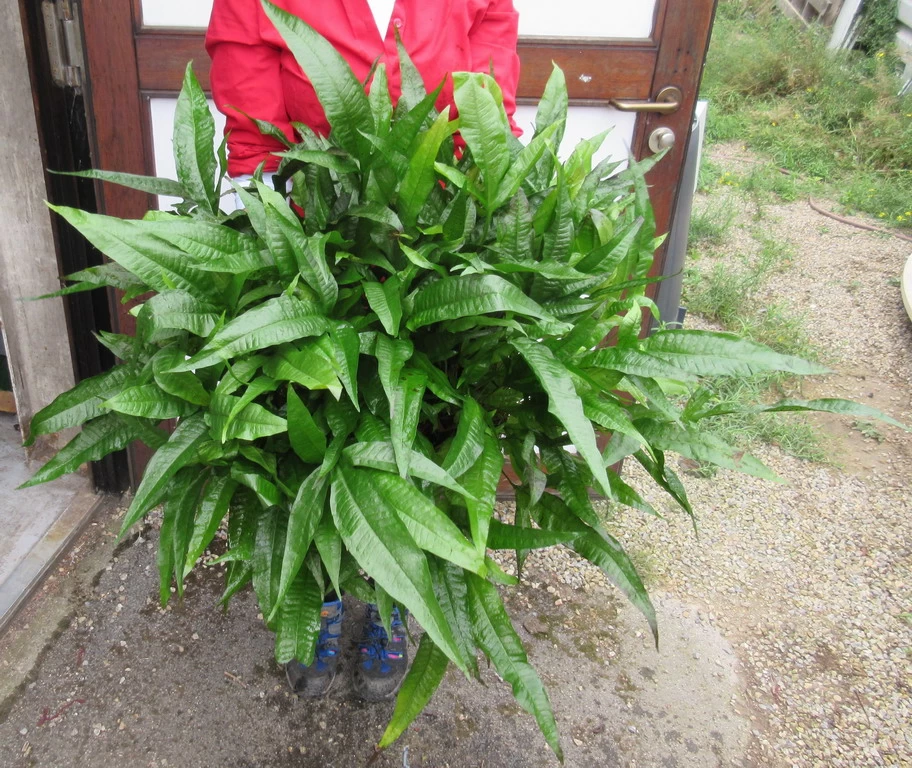 GIGANT MUTTERPFLANZE Javafarn / Microsorum Pteropus 1 GIGANT MUTTERPFLANZE Javafarn / Microsorum Pteropus