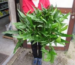 Super Große, Buschige MUTTERPFLANZE Javafarn / Microsorum Pteropus