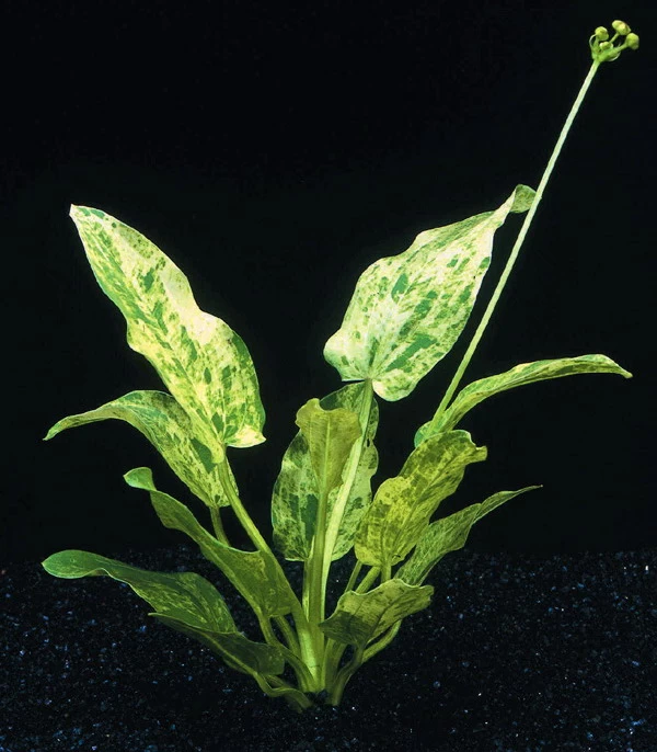 Echinodorus Cordifolius 'Tropica Marble Queen' 1 Echinodorus Cordifolius 'Tropica Marble Queen'