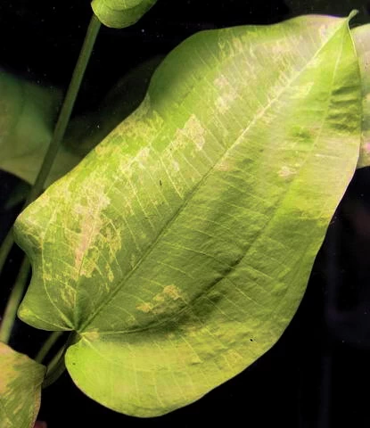 Echinodorus Cordifolius 'Tropica Marble Queen' 2 Echinodorus Cordifolius 'Tropica Marble Queen' – Bild 2