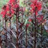 Rote Wasserlobelie / Lobelia Fulgens Queen Victoria Im 9x9 Cm Topf