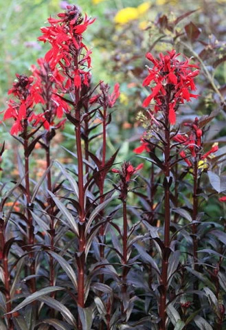 Rote Wasserlobelie / Lobelia Fulgens Queen Victoria Im 9x9 Cm Topf 1 Rote Wasserlobelie / Lobelia Fulgens Queen Victoria Im 9x9 Cm Topf