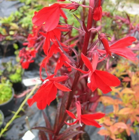 Rote Wasserlobelie / Lobelia Fulgens Queen Victoria Im 9x9 Cm Topf 2 Rote Wasserlobelie / Lobelia Fulgens Queen Victoria Im 9x9 Cm Topf – Bild 2