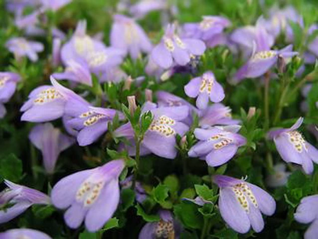 Violett-/Blaues Lippenmäulchen / Mazus Reptans Blau Im 9x9 Cm Topf 2 Violett-/Blaues Lippenmäulchen / Mazus Reptans Blau Im 9x9 Cm Topf – Bild 2