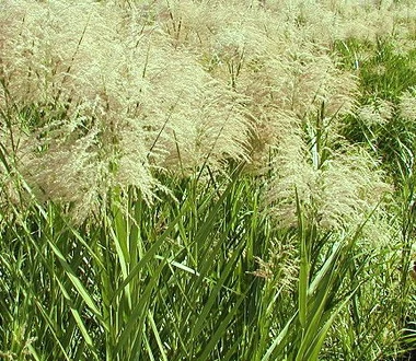Weiss-Grünes Schilfrohr / Phragmites Australis Variegatus Im 9x9 Cm Topf 1 Weiss-Grünes Schilfrohr / Phragmites Australis Variegatus Im 9x9 Cm Topf