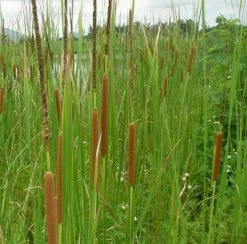 Schmalblättriger Rohrkolben / Typha Angustifolia Im 9x9 Cm Topf