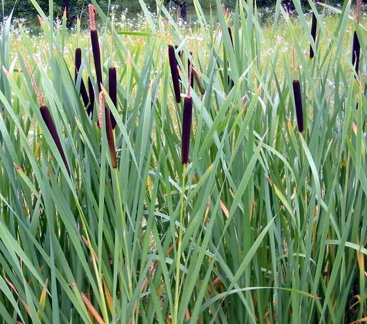 Breitblättriger Rohrkolben / Typha Latifolia Im 9x9 Cm Topf 1 Breitblättriger Rohrkolben / Typha Latifolia Im 9x9 Cm Topf