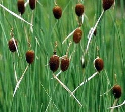 Zwergrohrkolben / Typha Minima Im 9x9 Cm Topf