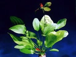 Dennerle Echinodorus Getüpfelter Harbich Dschungelstar Nr. 9