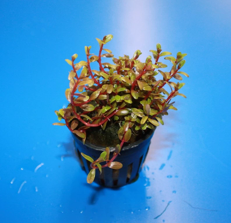 RARITÄT Farbige Rotala / Rotala Sp. 'Colorata' 1 RARITÄT Farbige Rotala / Rotala Sp. 'Colorata'