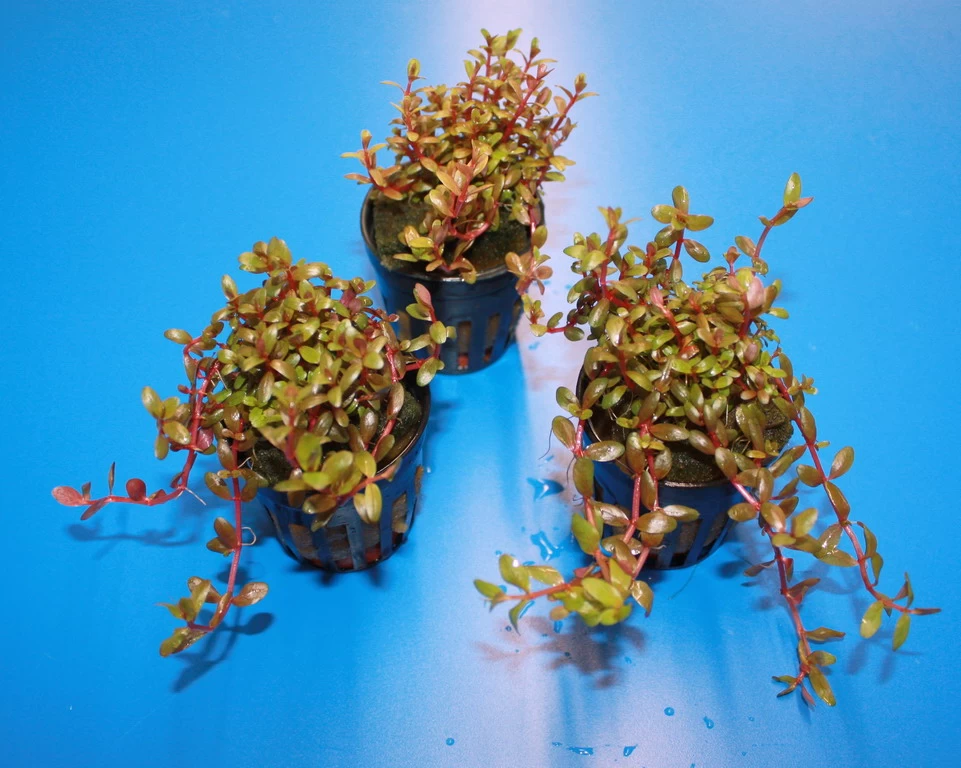 RARITÄT Farbige Rotala / Rotala Sp. 'Colorata' 2 RARITÄT Farbige Rotala / Rotala Sp. 'Colorata' – Bild 2