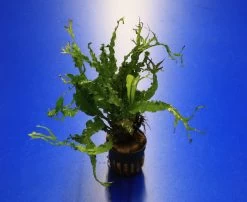 RARITÄT Microsorum Pteropus 'Twisted Leaf'