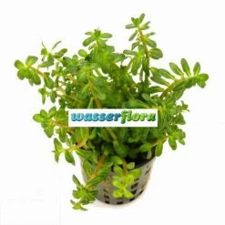 Bonsai Cognac Pflanze / Ammania Sp. Bonsai (Ammannia)