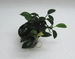 RARITÄT Kriechende Anubias / Anubias Nana 'paxing'