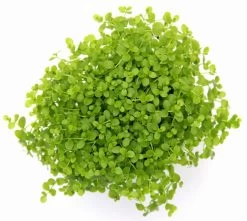 Monte-Carlo Zwergperlkraut / Micranthemum Spec. 'Monte Carlo'