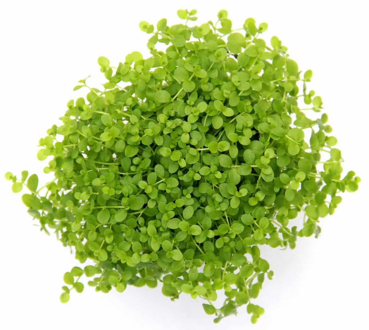 Monte-Carlo Zwergperlkraut / Micranthemum Spec. 'Monte Carlo' 1 Monte-Carlo Zwergperlkraut / Micranthemum Spec. 'Monte Carlo'