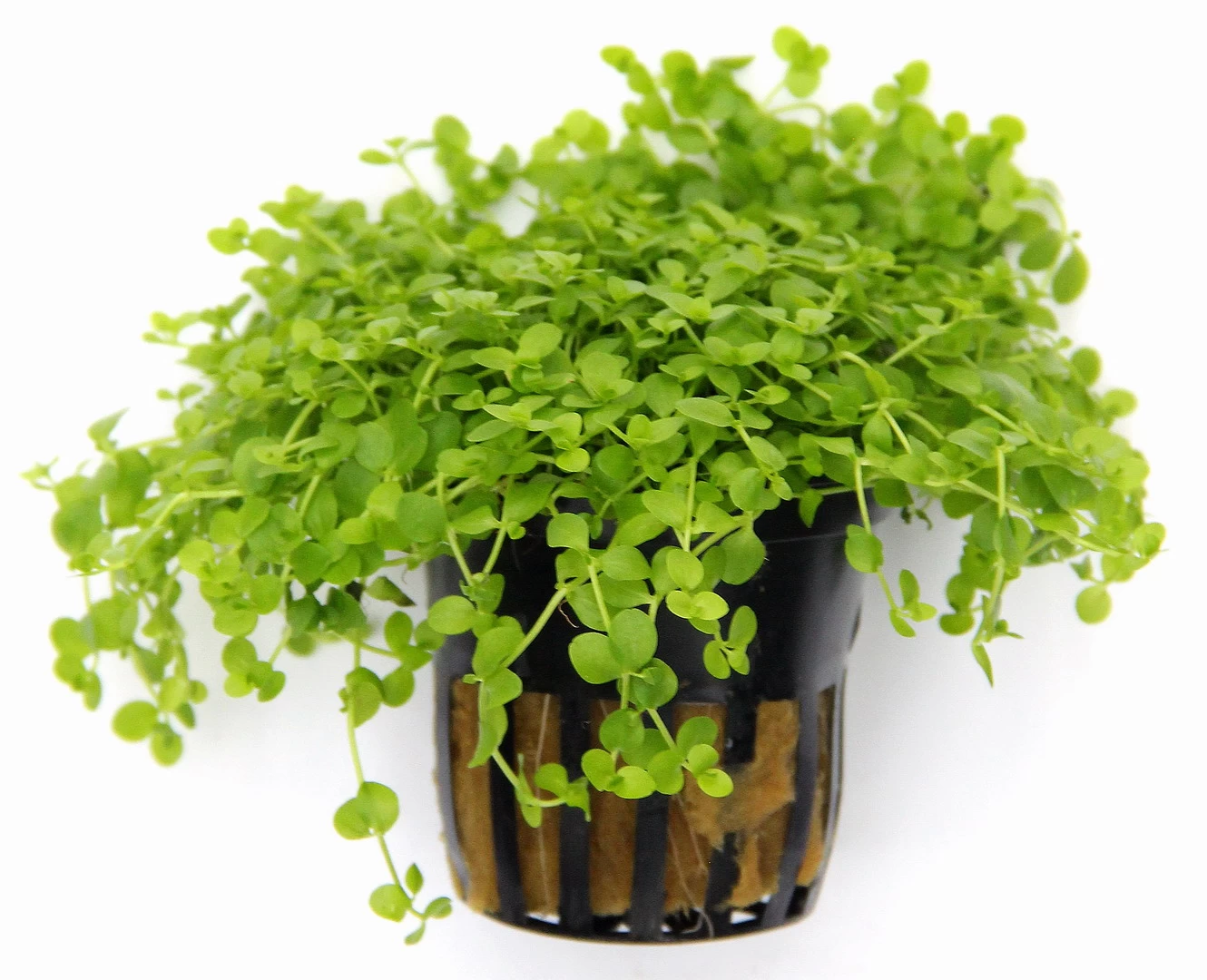 Monte-Carlo Zwergperlkraut / Micranthemum Spec. 'Monte Carlo' 2 Monte-Carlo Zwergperlkraut / Micranthemum Spec. 'Monte Carlo' – Bild 2