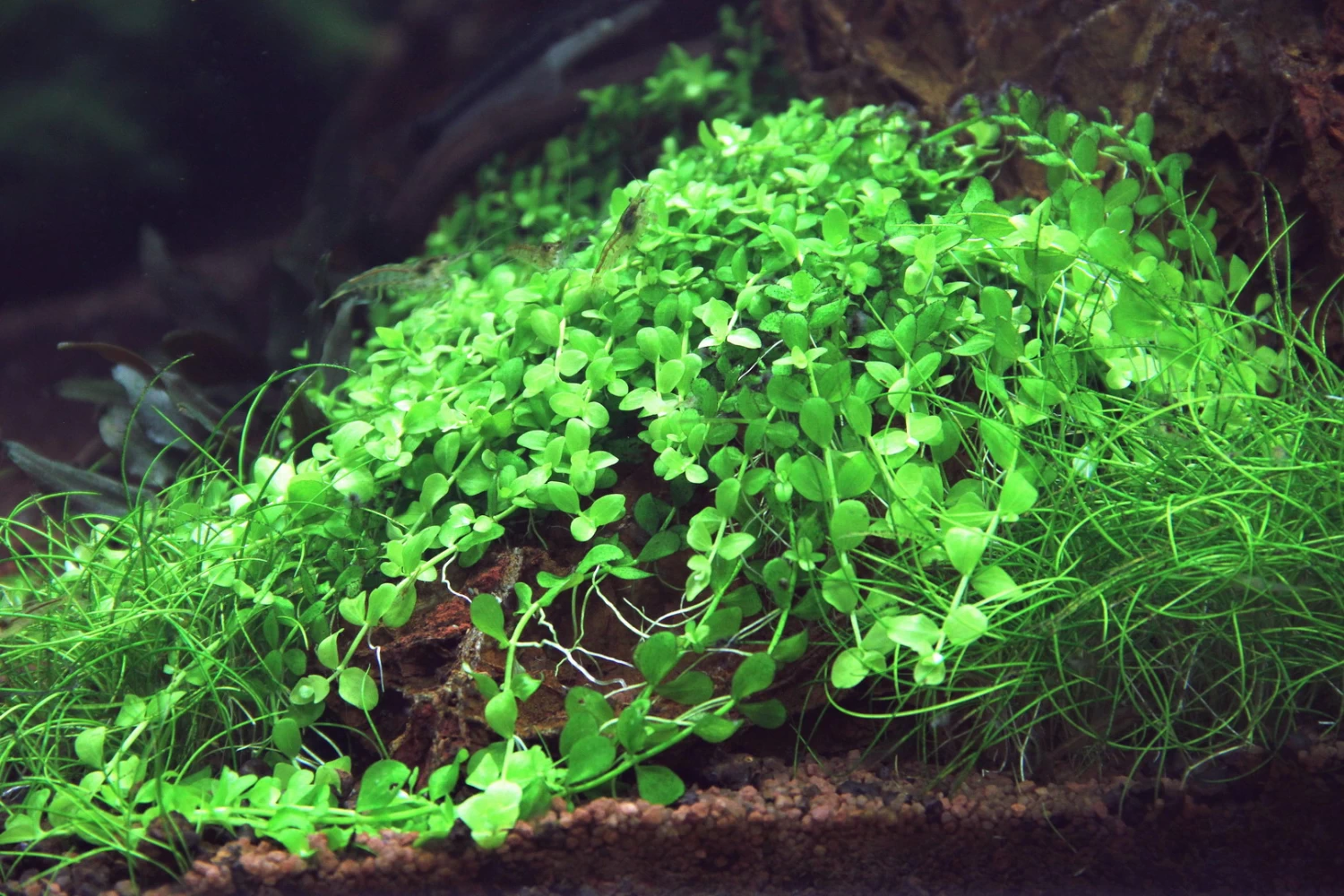 Monte-Carlo Zwergperlkraut / Micranthemum Spec. 'Monte Carlo' 3 Monte-Carlo Zwergperlkraut / Micranthemum Spec. 'Monte Carlo' – Bild 3