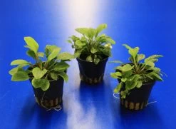 Ranalisma Rostratum - Kleiner, Hellgrüner Bodendecker *** RARITÄT***