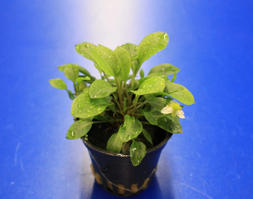 Ranalisma Rostratum - Kleiner, Hellgrüner Bodendecker *** RARITÄT*** 2 Ranalisma Rostratum - Kleiner, Hellgrüner Bodendecker *** RARITÄT*** – Bild 2