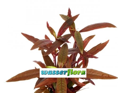 Sitzendes Papageienblatt / Alternanthera Reineckii "sessilis" 1 Sitzendes Papageienblatt / Alternanthera Reineckii "sessilis"