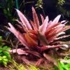 *** Top-Rarität *** Flamingo Wasserkelch / Cryptocoryne Spec. 'Flamingo'