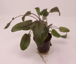 Roter Gewellter Wasserkelch / Cryptocoryne Undulatus 'Red'