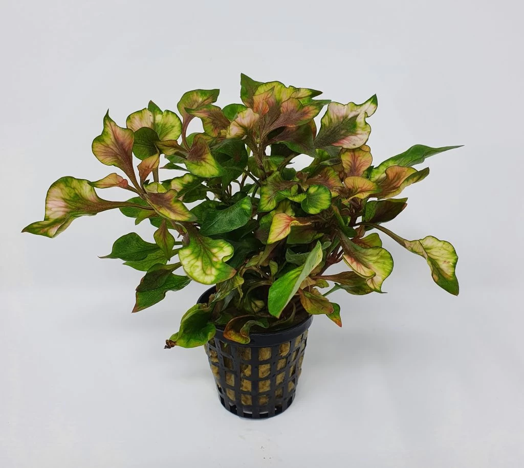 Buntblättriges Papageienblatt / Alternanthera Bettzickiana Var. Versicolor 1 Buntblättriges Papageienblatt / Alternanthera Bettzickiana Var. Versicolor