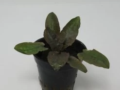Rosa Petchs Wasserkelch / Cryptocoryne ''petchii Pink''