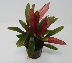 Rote Miracle Schwertpflanze / Echinodorus Miracle - Seltener Neuling