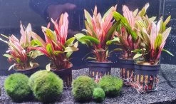 Rote Miracle Schwertpflanze / Echinodorus Miracle - Seltener Neuling -Qualitätsgeschäft Für Garten Und Outdoor T3404Km 1 6