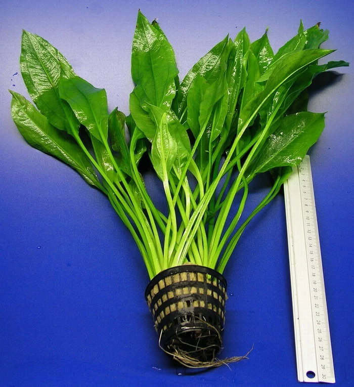 MUTTERPFLANZE Schmalblättrige Amazonas Schwertpflanze / Echinodorus Amazonicus 1 MUTTERPFLANZE Schmalblättrige Amazonas Schwertpflanze / Echinodorus Amazonicus