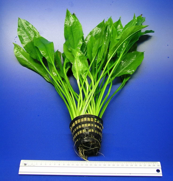 MUTTERPFLANZE Schmalblättrige Amazonas Schwertpflanze / Echinodorus Amazonicus 2 MUTTERPFLANZE Schmalblättrige Amazonas Schwertpflanze / Echinodorus Amazonicus – Bild 2