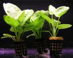 Kleiner Grüner Froschlöffel / Echinodorus Cordifolius Harbich