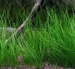 Nadelsimse / Eleocharis Acicularis Im Topf