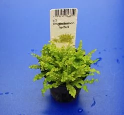 TROPICA Kleiner Stern 'Daonoi' - Sternkraut / Pogostemon Helferi