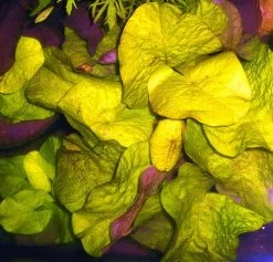 Kleinblättrige Zwerg-Seerose / Nymphaea Minuta Eine RARITÄT! -Qualitätsgeschäft Für Garten Und Outdoor T757OK 1 3