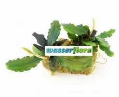 Bucephalandra Spec. ´Next Maximus´ Im Topf ***RARITÄT***