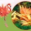 Dennerle InVitro Flamingo Wasserkelch / Cryptocoryne Spec.'Flamingo'