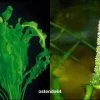 Madagaskar Wasserähre / Aponogeton Ulvaceus